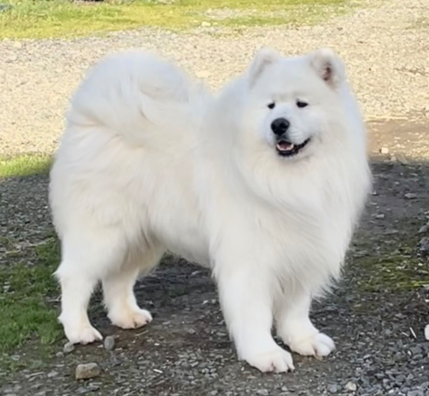 Peter pan du domaine Lecordy