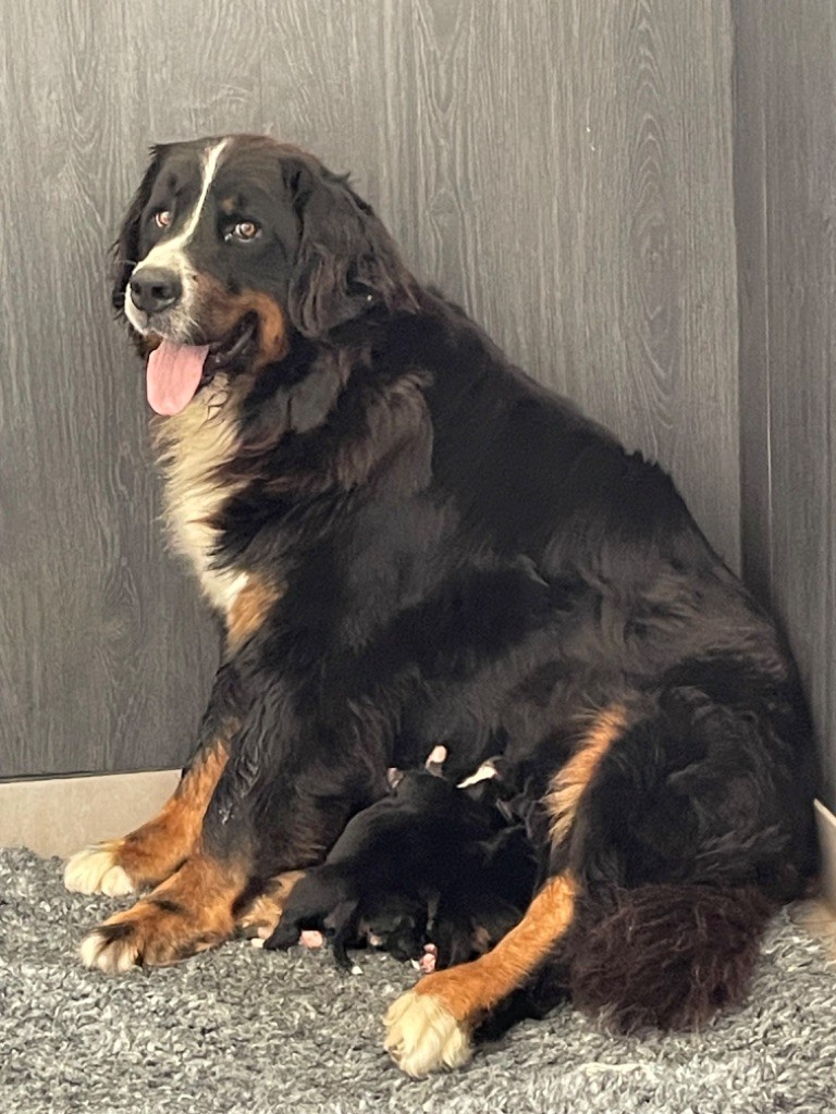 Roxy et Oups ont eu 7 bébés 