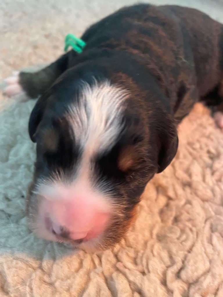 du domaine Lecordy - Chiots disponibles - Bouvier Bernois