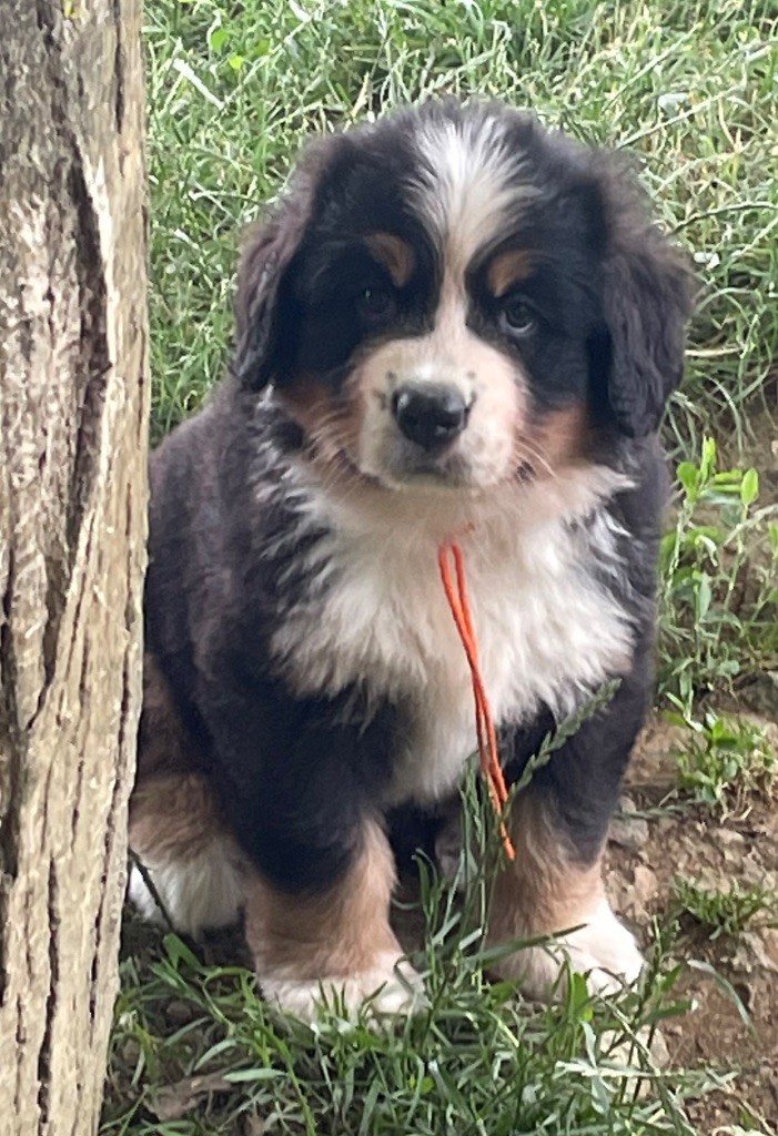 du domaine Lecordy - Chiots disponibles - Bouvier Bernois