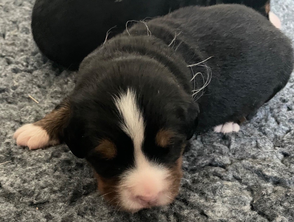 du domaine Lecordy - Chiots disponibles - Bouvier Bernois