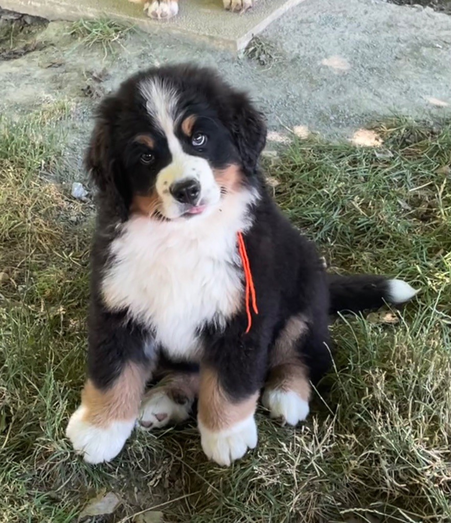 du domaine Lecordy - Chiots disponibles - Bouvier Bernois