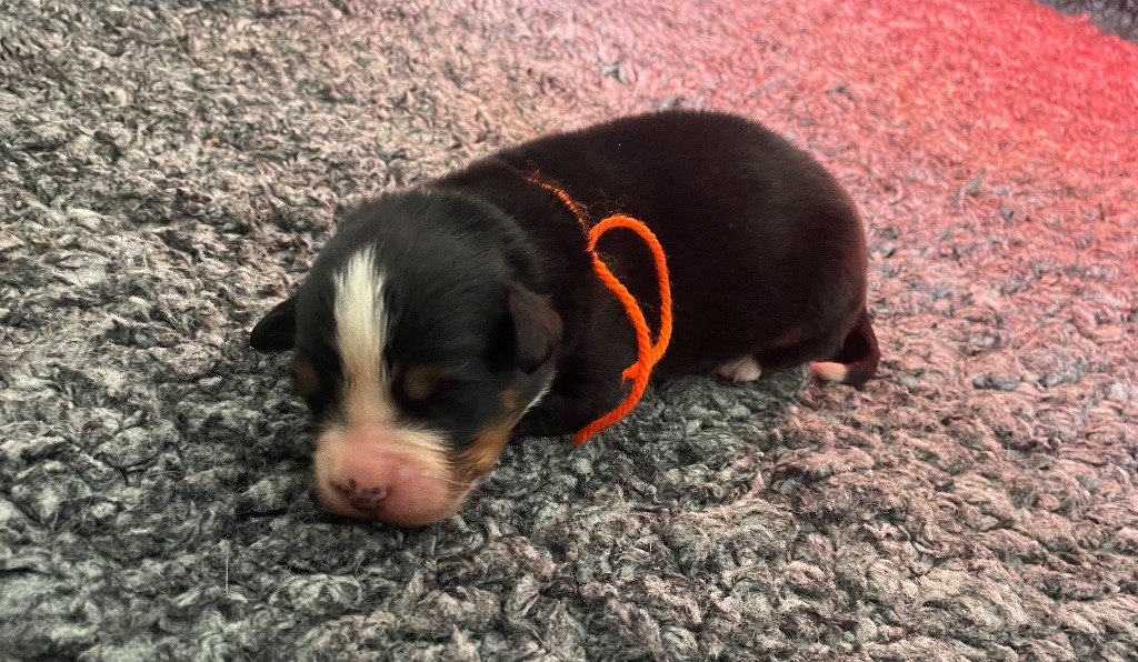 du domaine Lecordy - Chiots disponibles - Bouvier Bernois