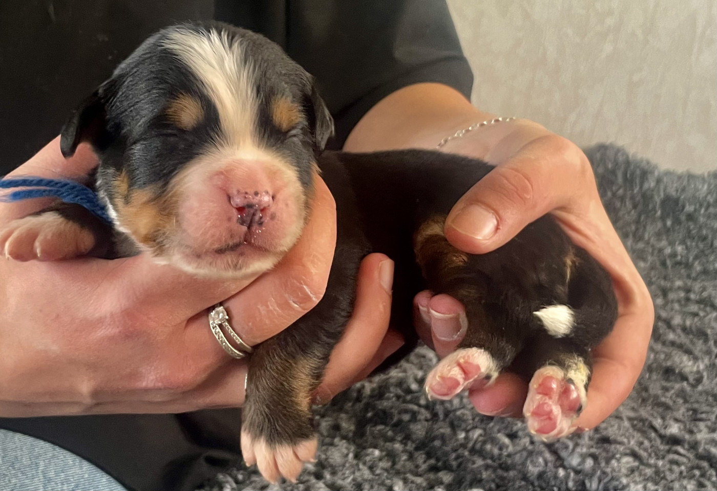 du domaine Lecordy - Chiots disponibles - Bouvier Bernois