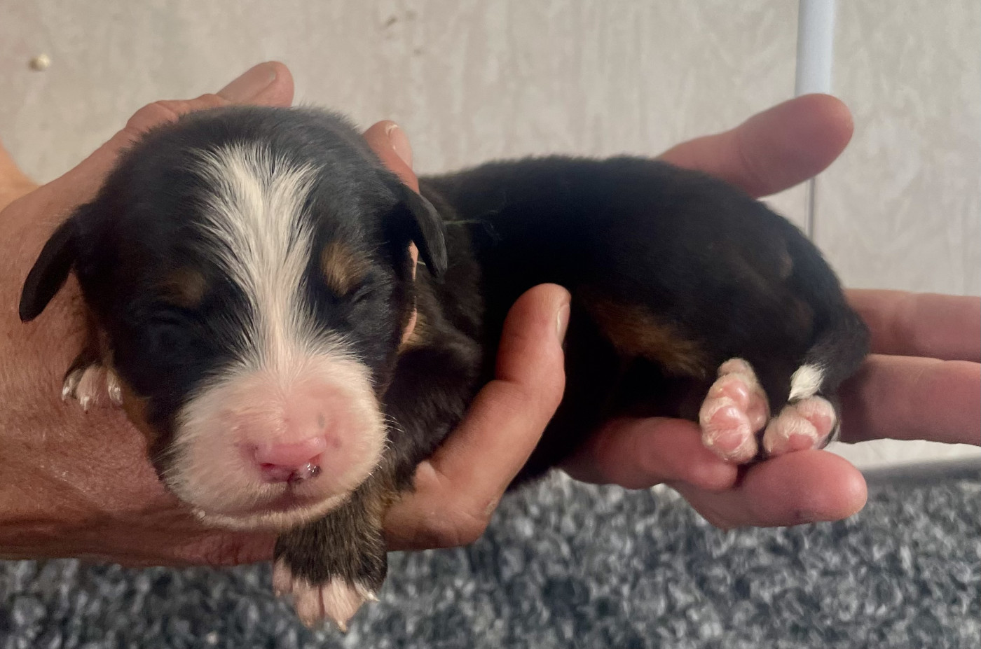 du domaine Lecordy - Chiots disponibles - Bouvier Bernois