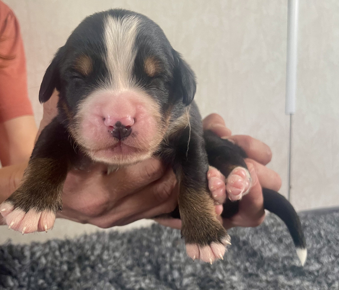 du domaine Lecordy - Chiots disponibles - Bouvier Bernois