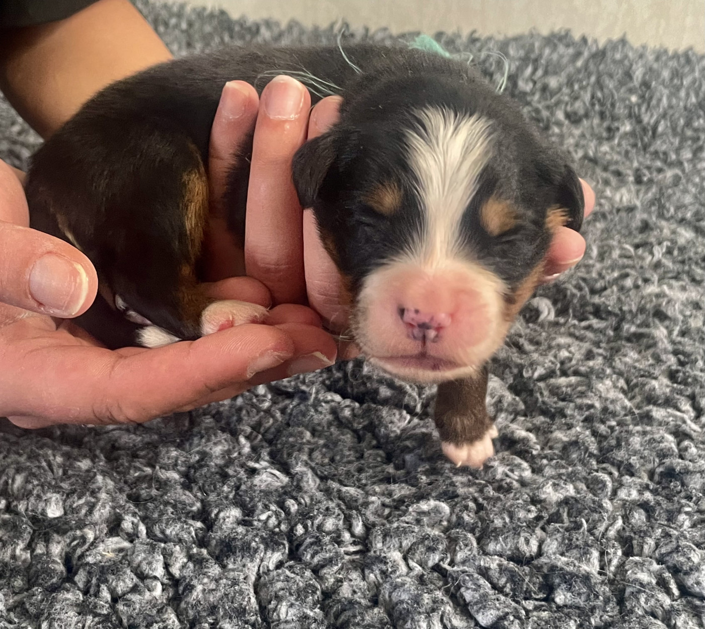 du domaine Lecordy - Chiots disponibles - Bouvier Bernois