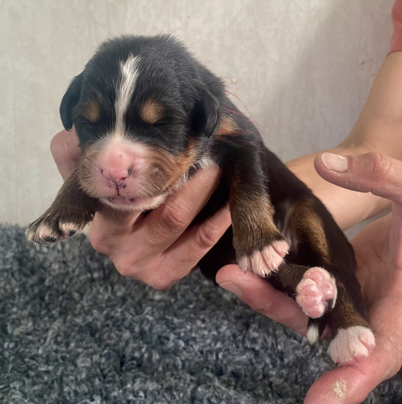 du domaine Lecordy - Chiots disponibles - Bouvier Bernois
