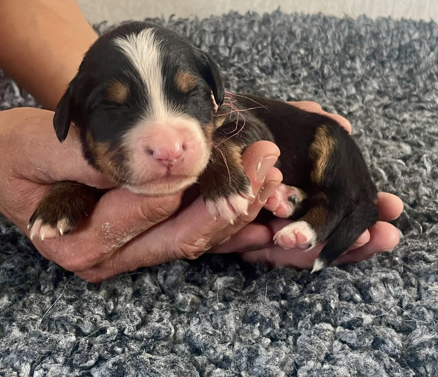 du domaine Lecordy - Chiots disponibles - Bouvier Bernois