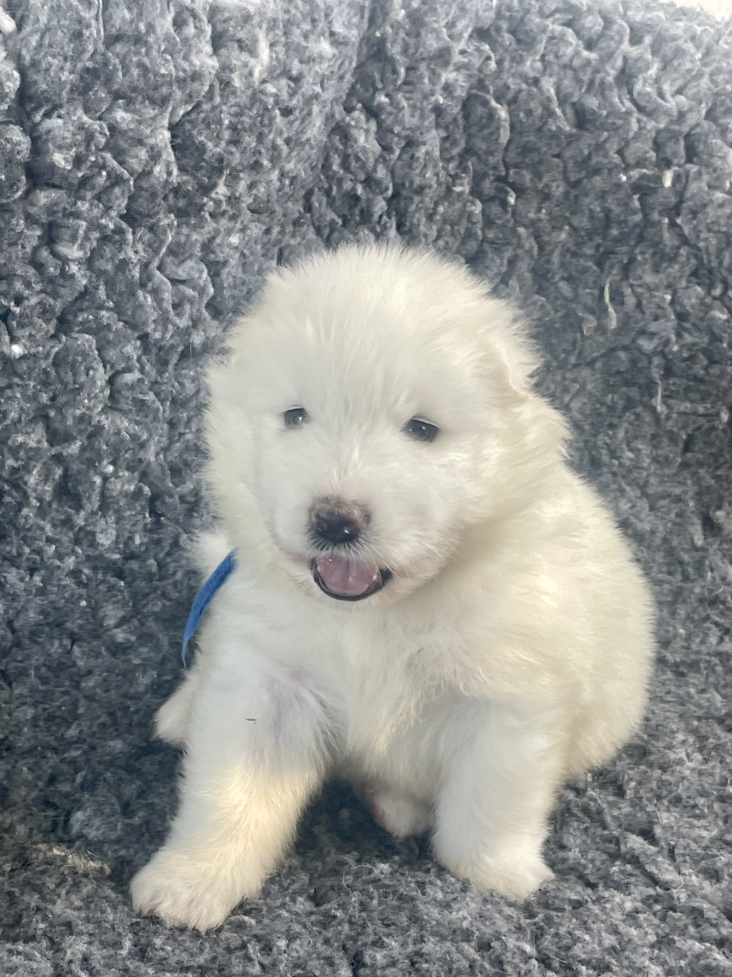 du domaine Lecordy - Chiots disponibles - Samoyède