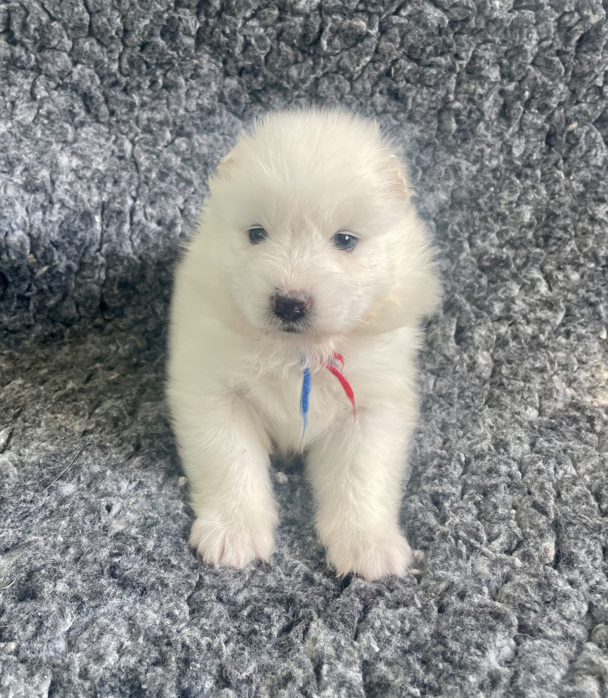 du domaine Lecordy - Chiots disponibles - Samoyède