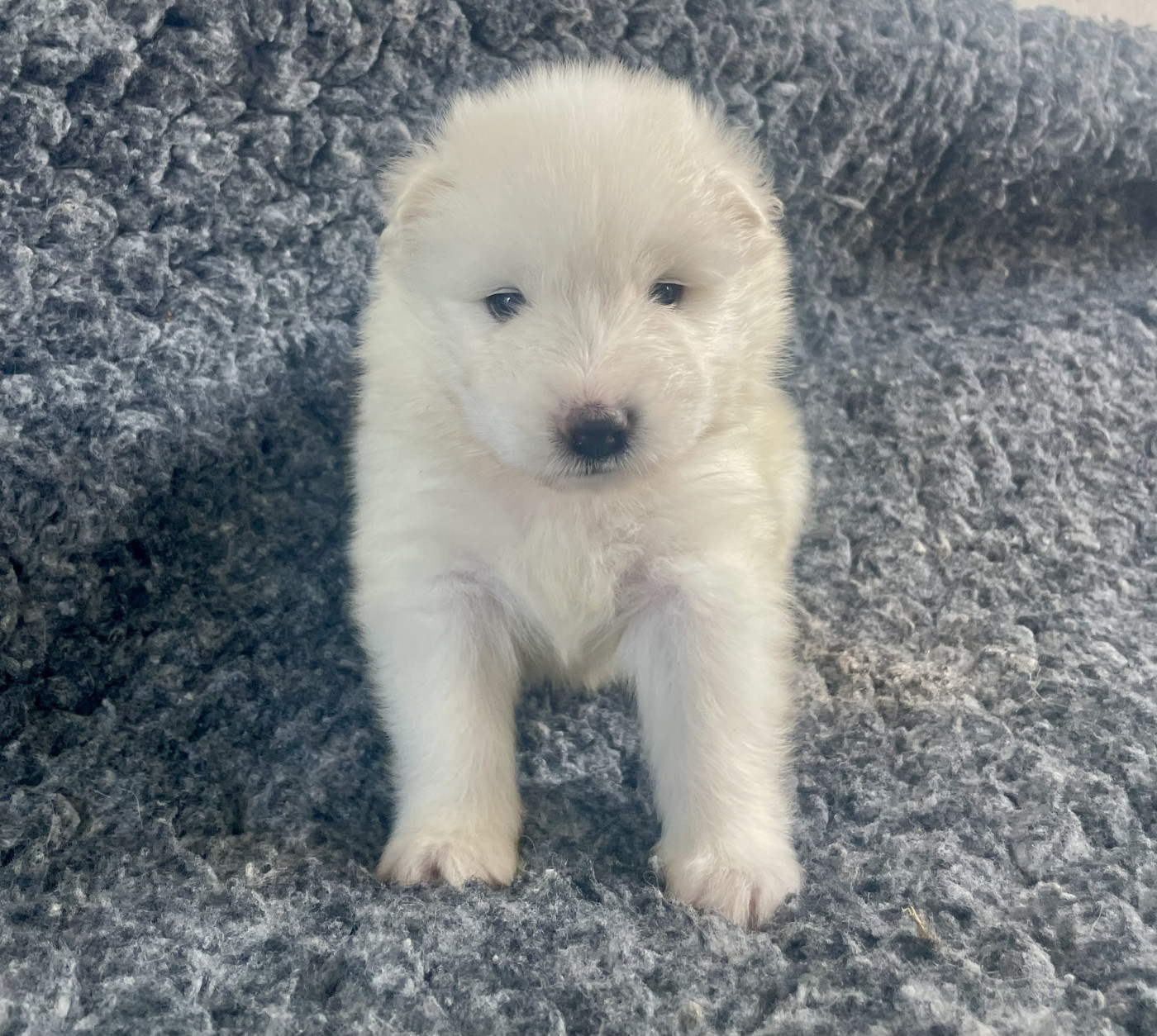 du domaine Lecordy - Chiots disponibles - Samoyède