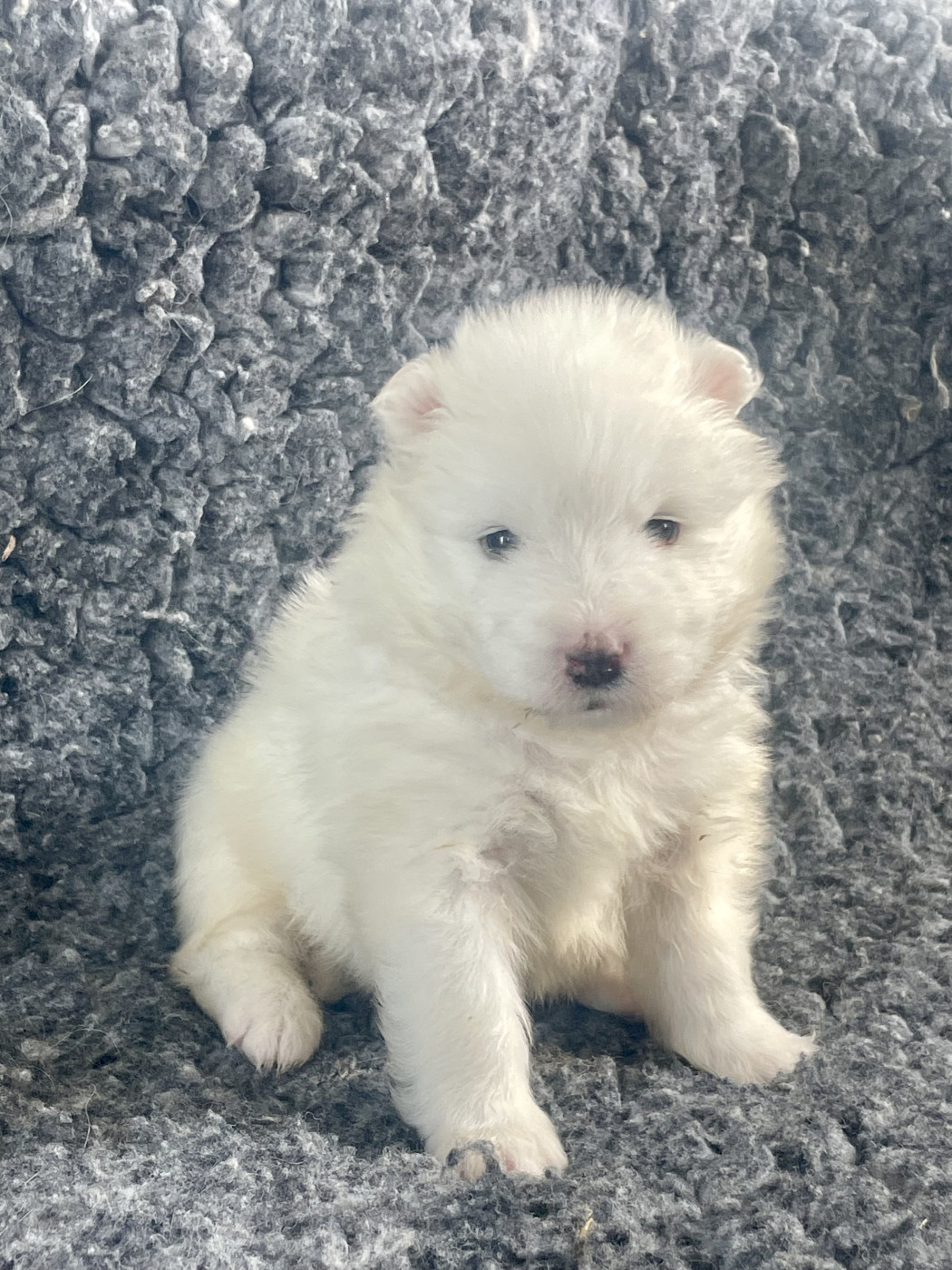 du domaine Lecordy - Chiots disponibles - Samoyède