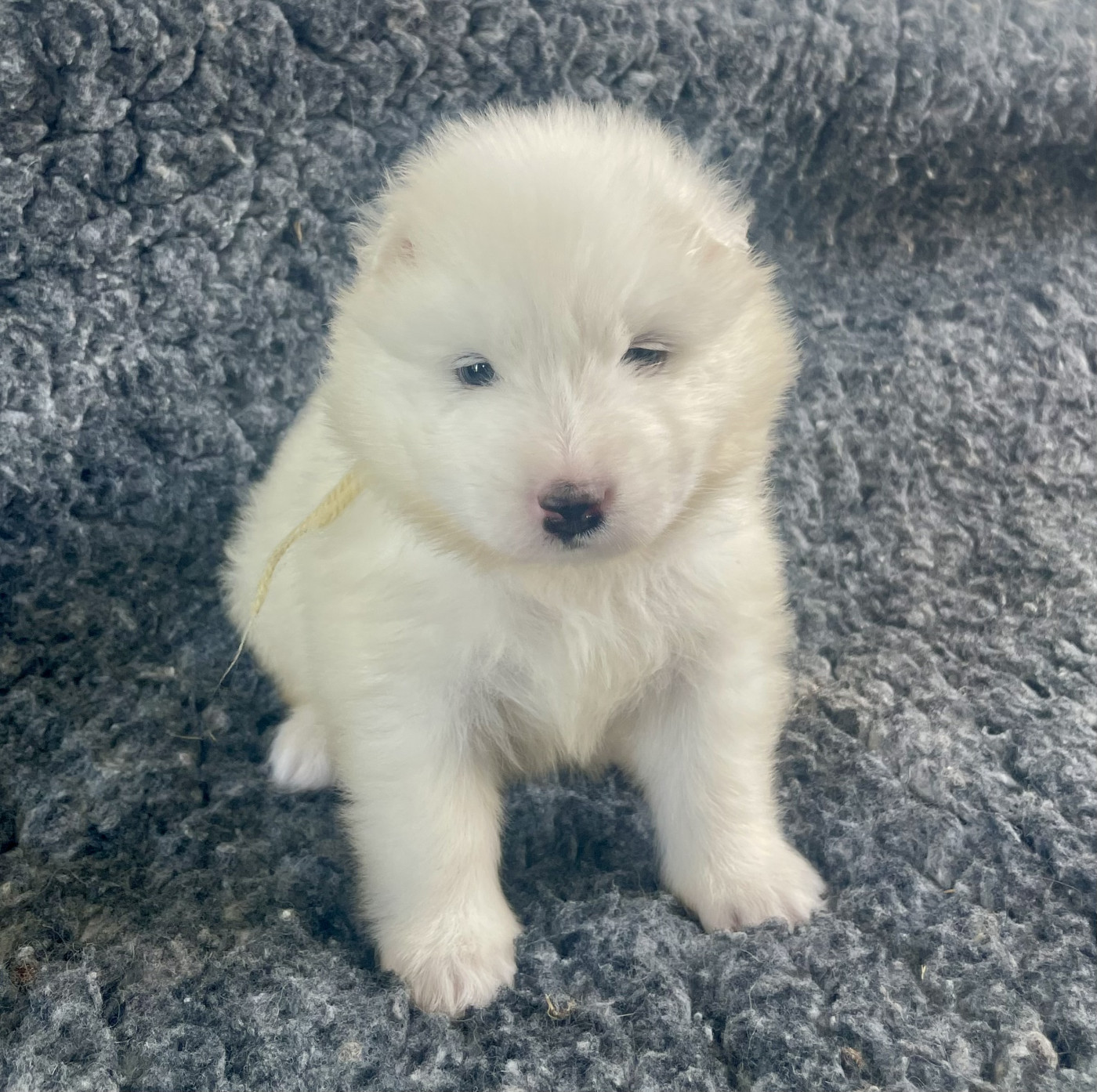 du domaine Lecordy - Chiots disponibles - Samoyède