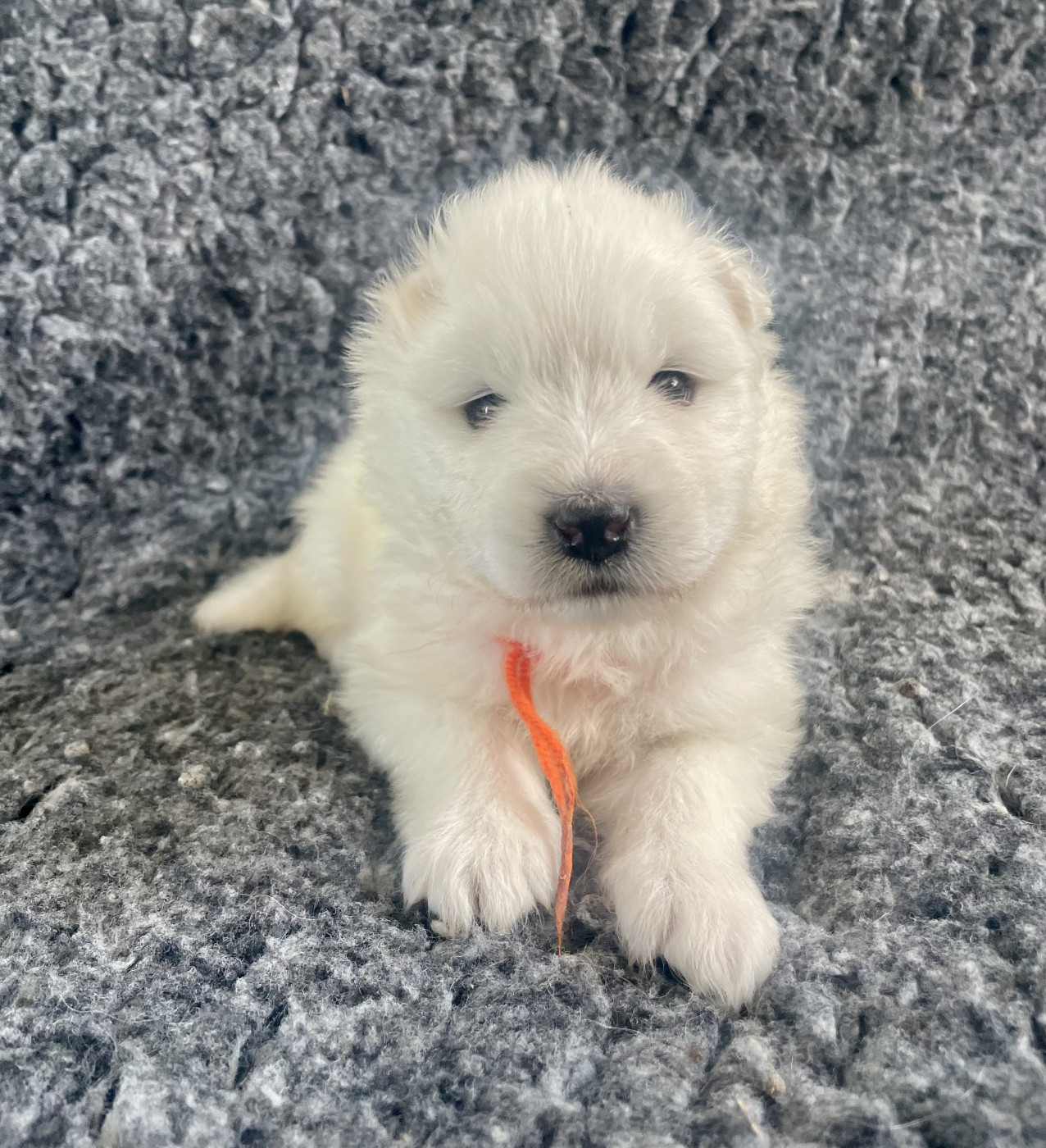 du domaine Lecordy - Chiots disponibles - Samoyède