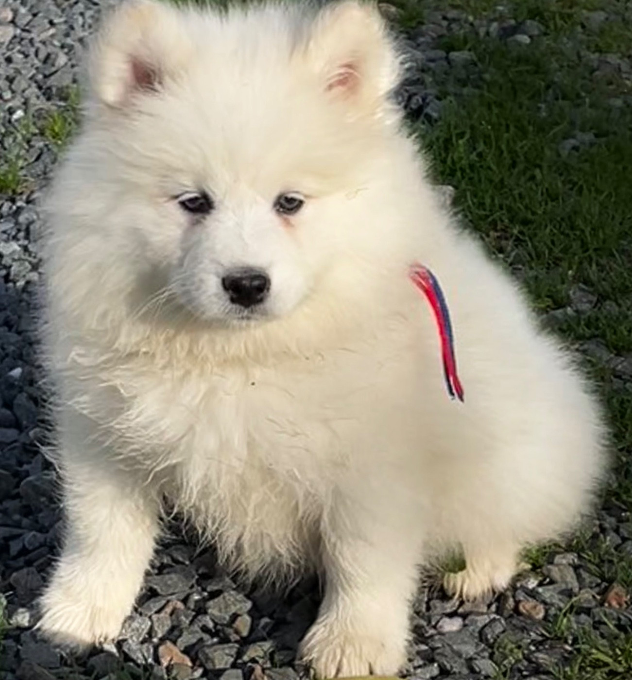 du domaine Lecordy - Chiots disponibles - Samoyède