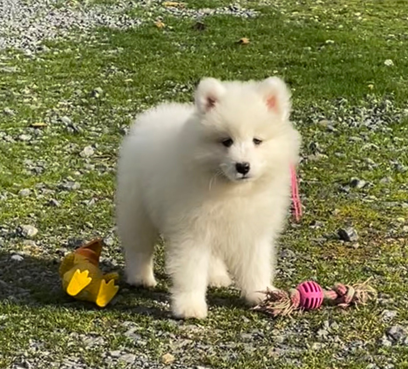 du domaine Lecordy - Chiots disponibles - Samoyède