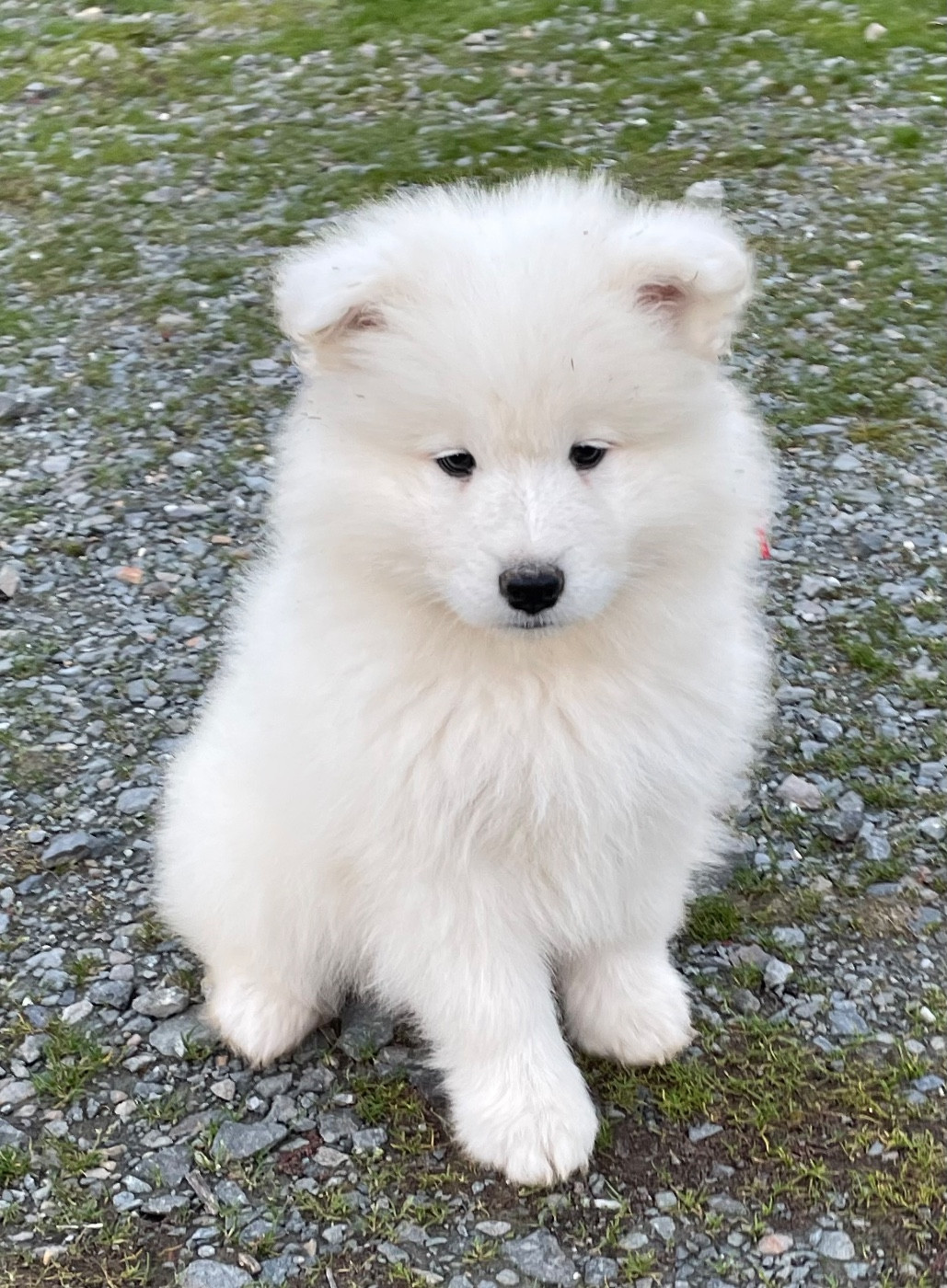 du domaine Lecordy - Chiots disponibles - Samoyède