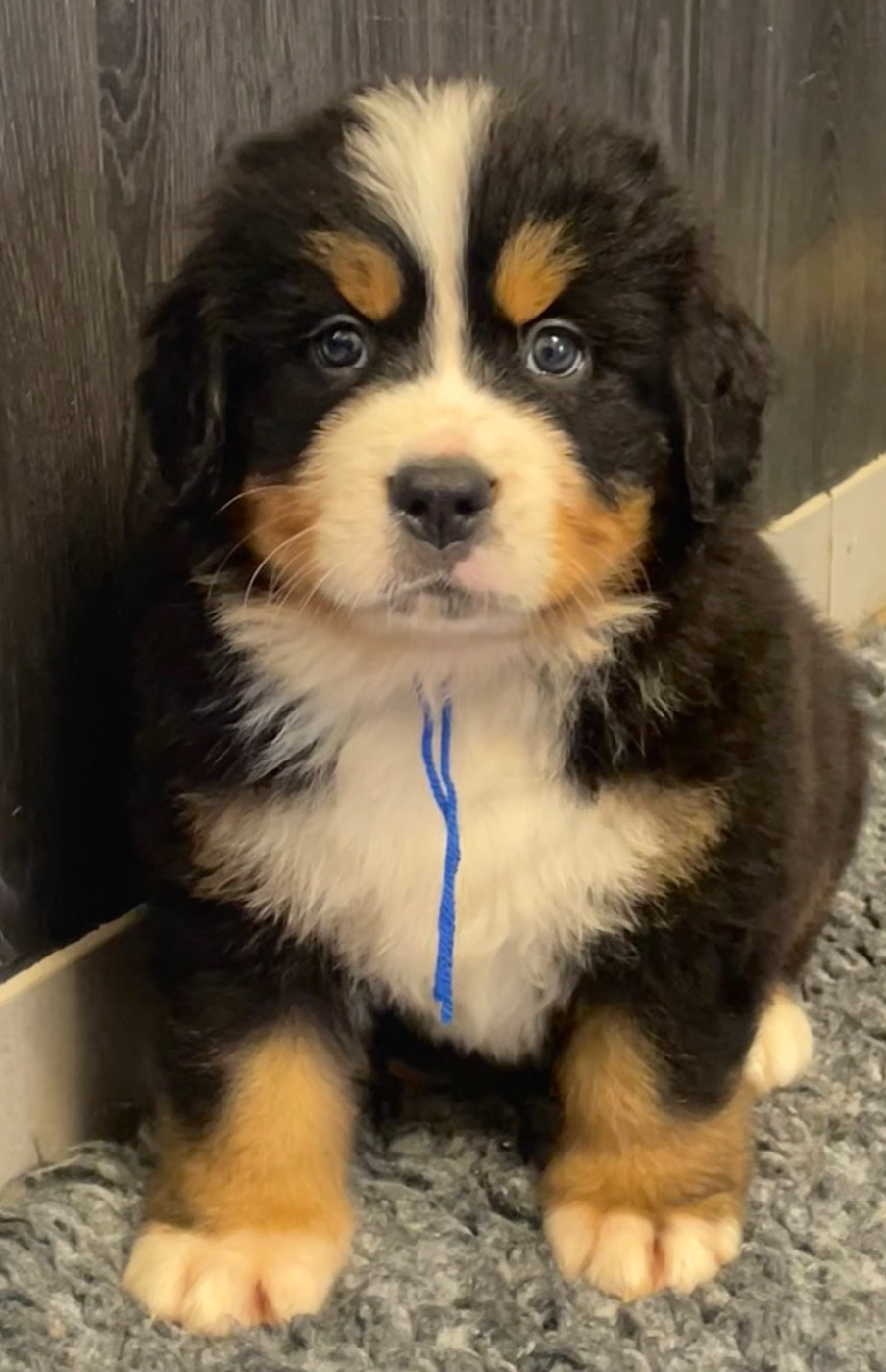 du domaine Lecordy - Chiots disponibles - Bouvier Bernois