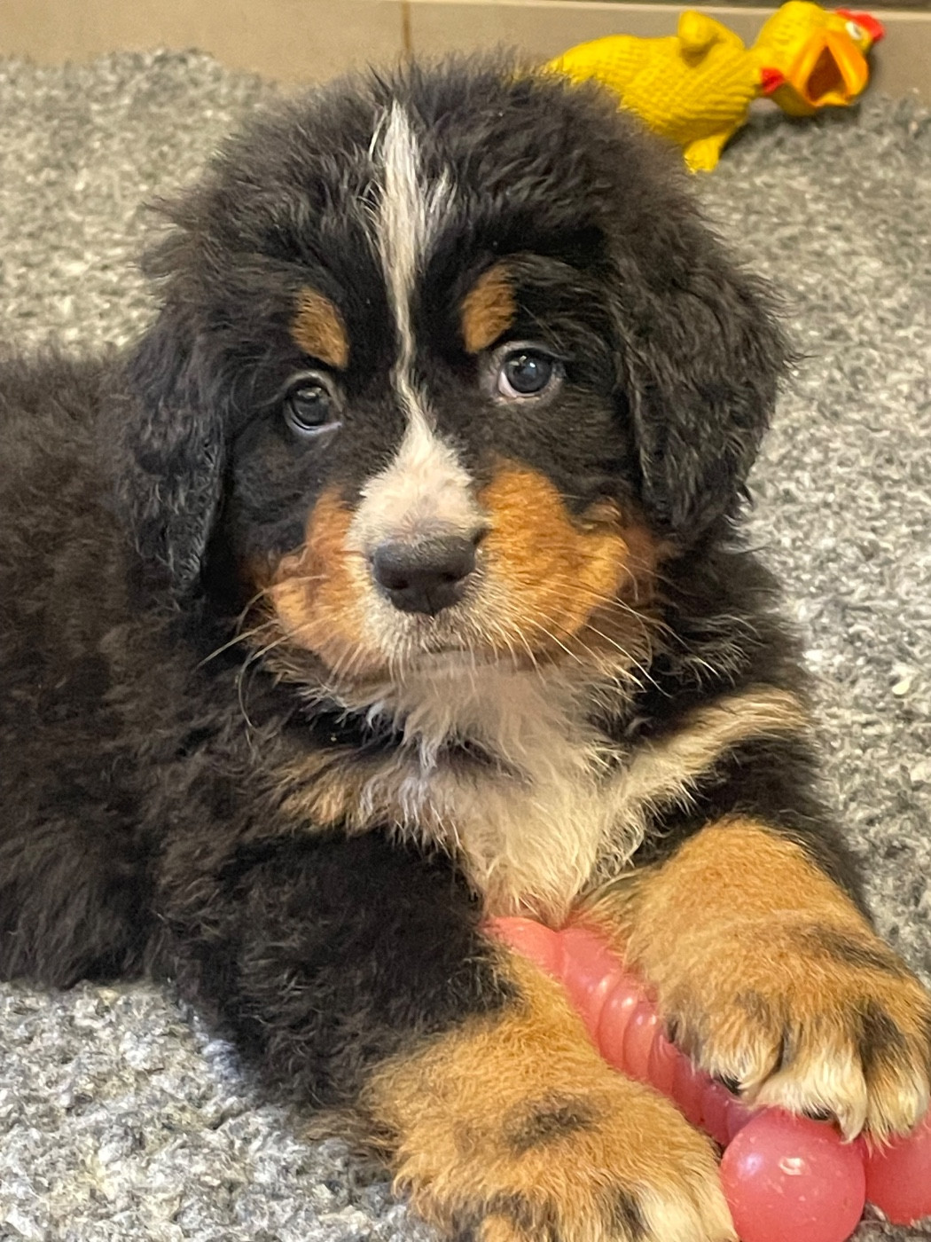 du domaine Lecordy - Chiots disponibles - Bouvier Bernois