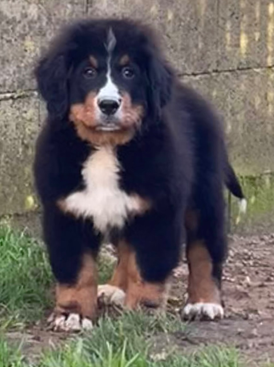 du domaine Lecordy - Chiots disponibles - Bouvier Bernois