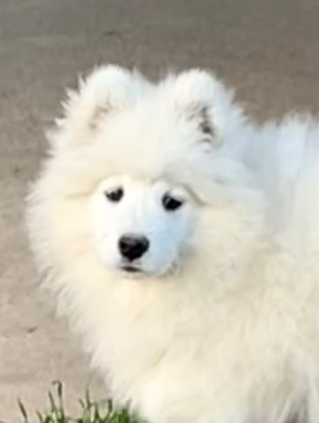 du domaine Lecordy - Chiots disponibles - Samoyède