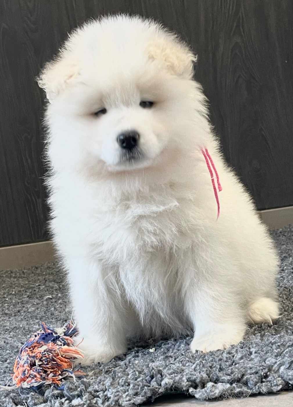 du domaine Lecordy - Chiots disponibles - Samoyède