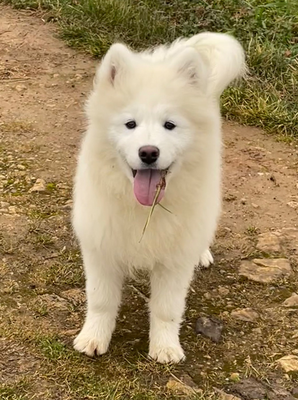 du domaine Lecordy - Chiots disponibles - Samoyède