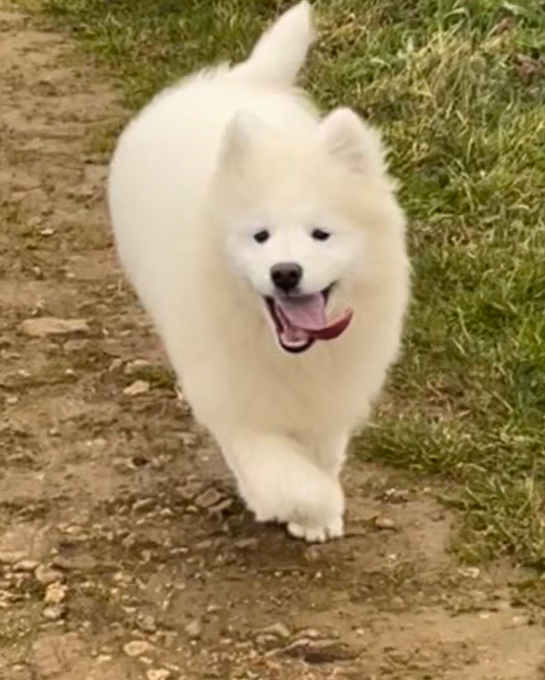 du domaine Lecordy - Chiots disponibles - Samoyède