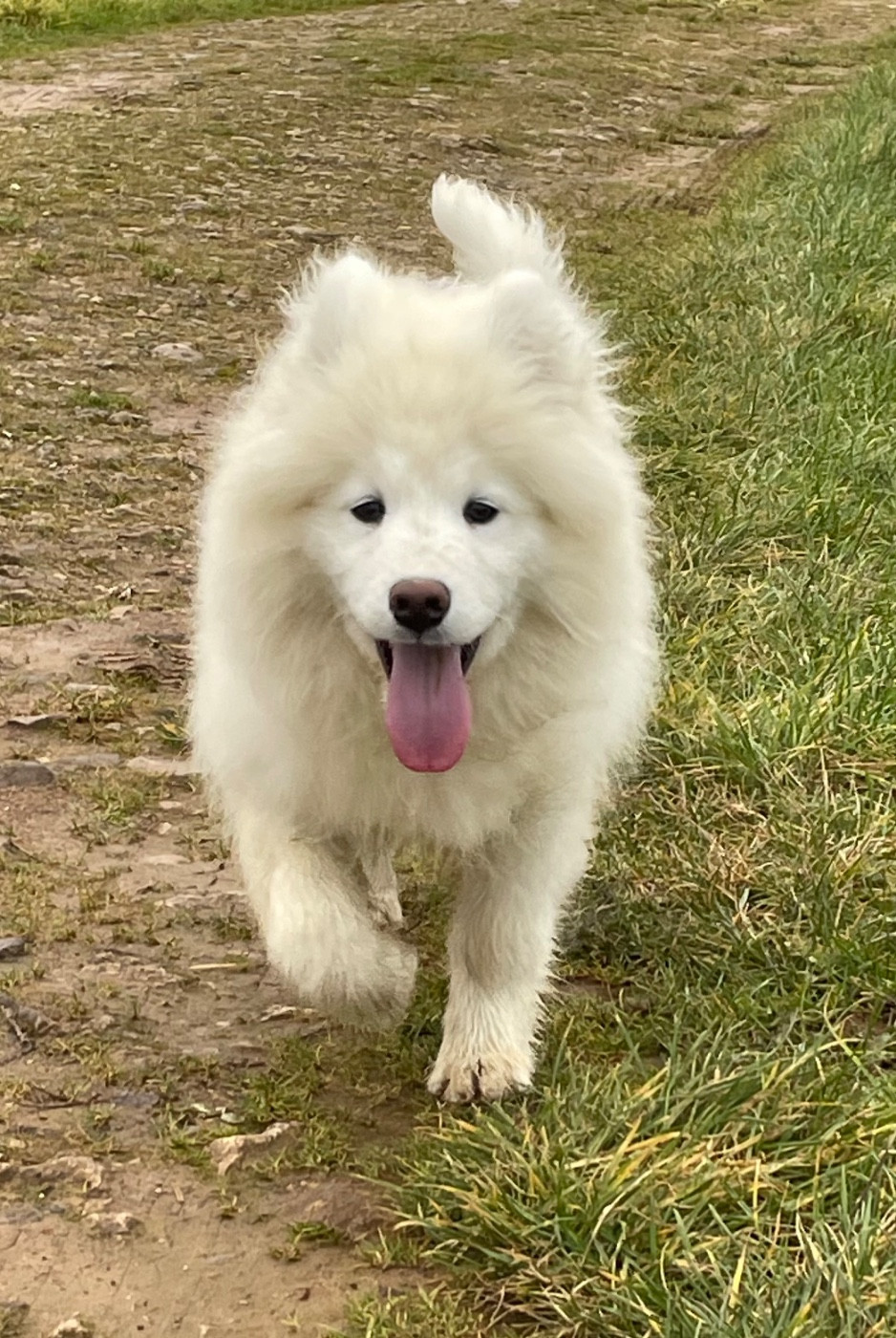 du domaine Lecordy - Chiots disponibles - Samoyède