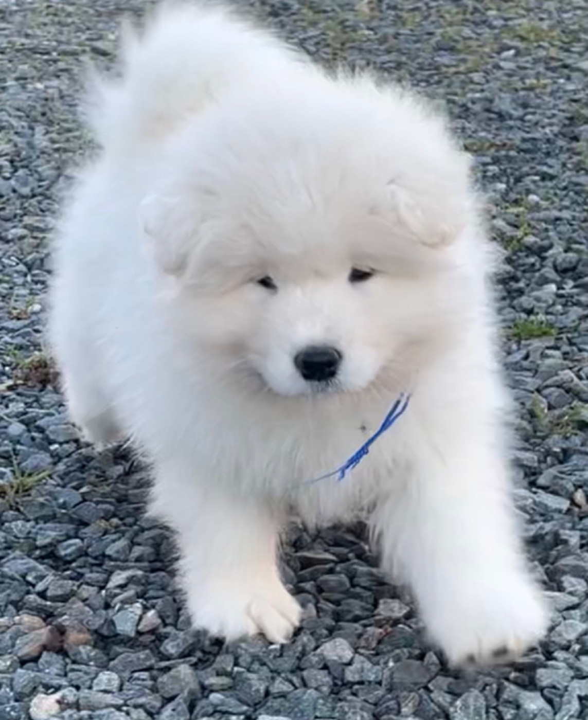 du domaine Lecordy - Chiots disponibles - Samoyède