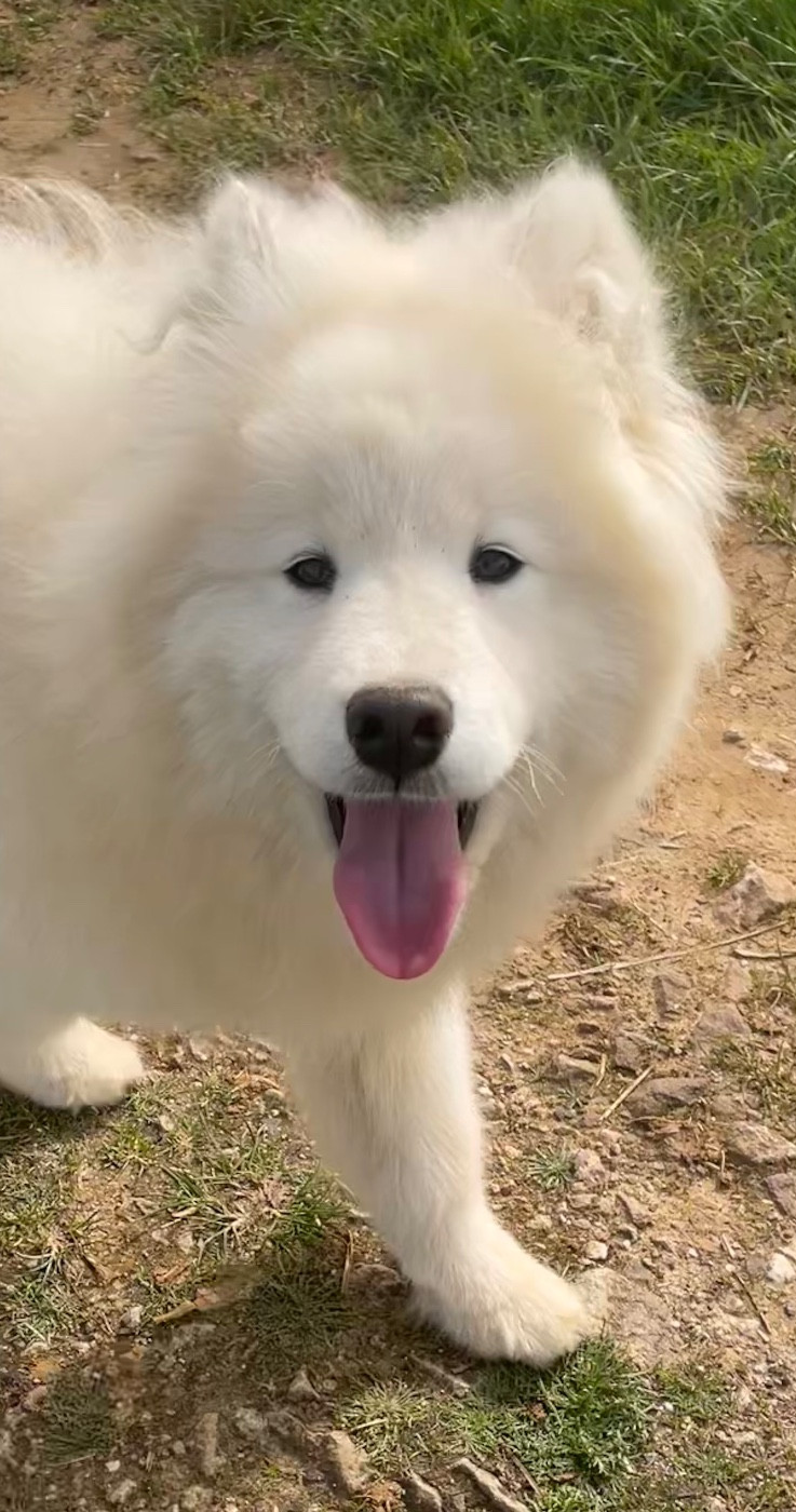 du domaine Lecordy - Chiots disponibles - Samoyède