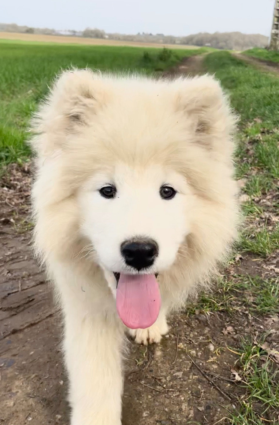 du domaine Lecordy - Chiots disponibles - Samoyède