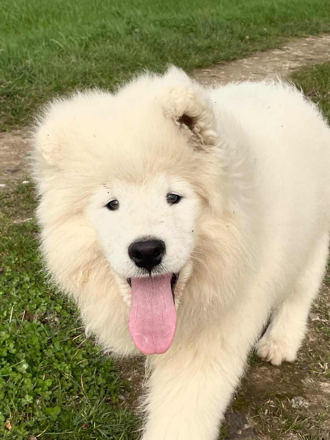 du domaine Lecordy - Chiots disponibles - Samoyède