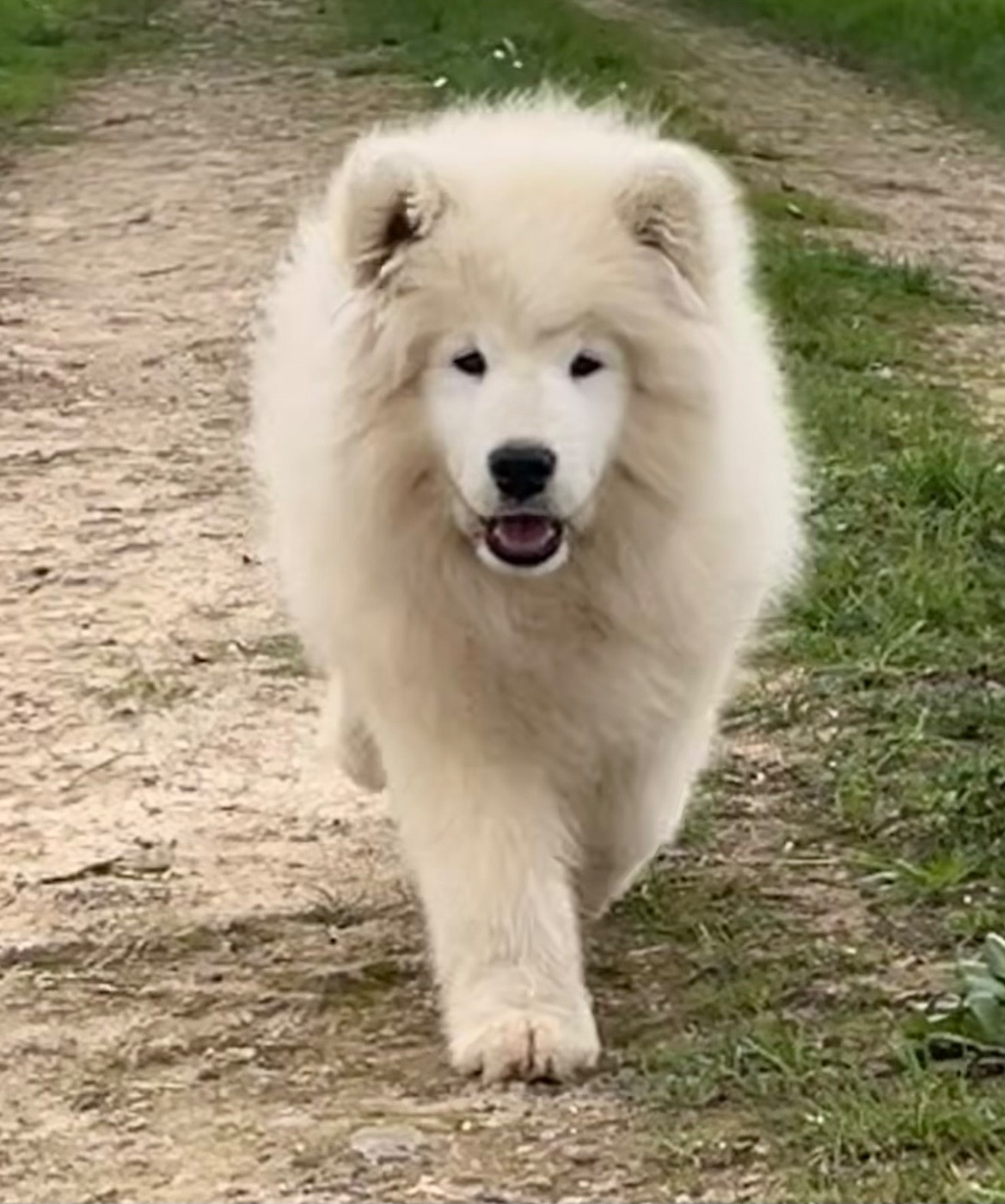 du domaine Lecordy - Chiots disponibles - Samoyède