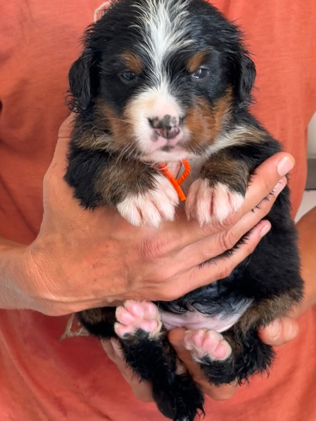 du domaine Lecordy - Chiots disponibles - Bouvier Bernois