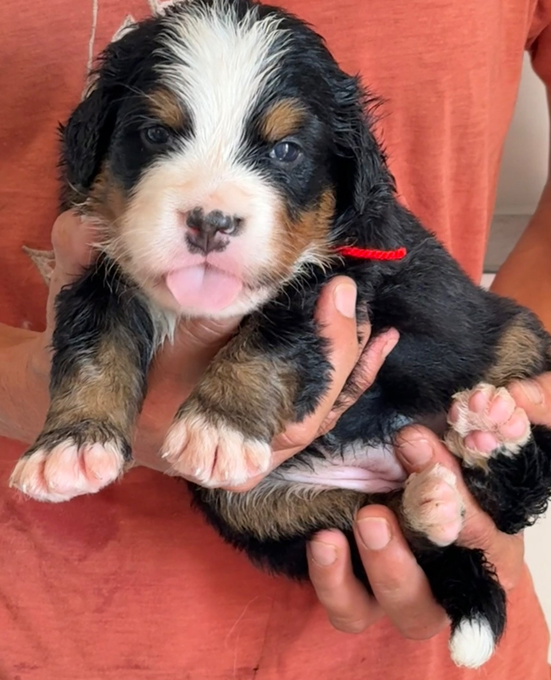 du domaine Lecordy - Chiots disponibles - Bouvier Bernois