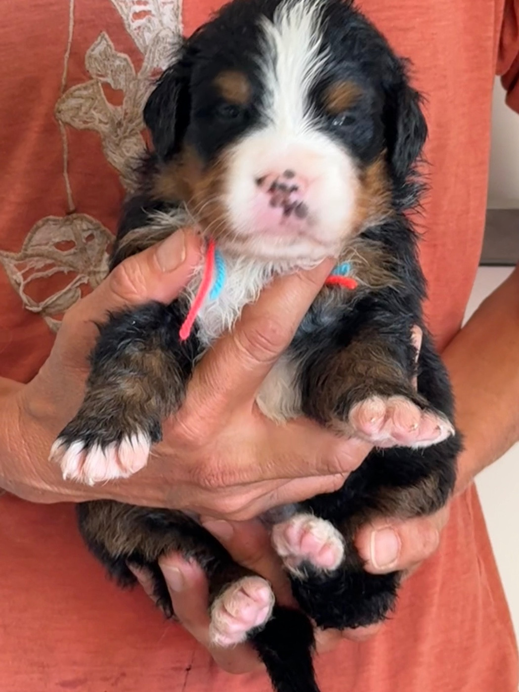 du domaine Lecordy - Chiots disponibles - Bouvier Bernois