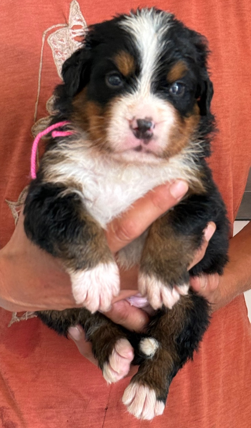 du domaine Lecordy - Chiots disponibles - Bouvier Bernois