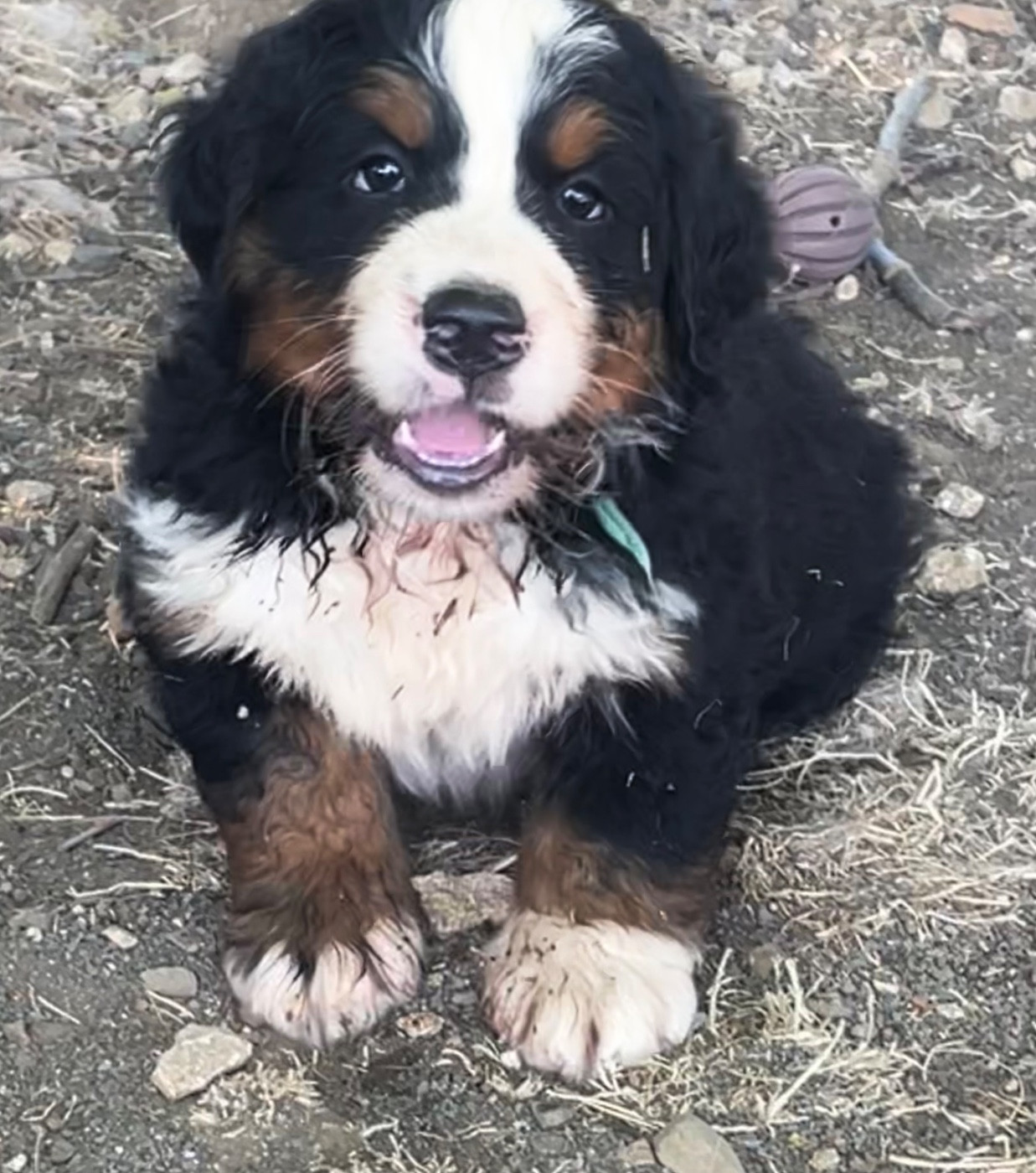 du domaine Lecordy - Chiots disponibles - Bouvier Bernois