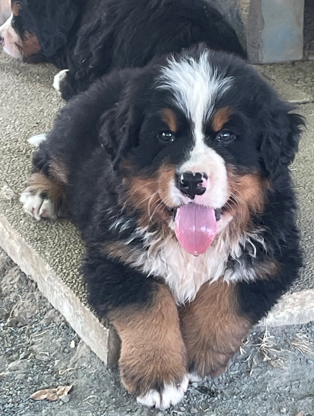 du domaine Lecordy - Chiots disponibles - Bouvier Bernois