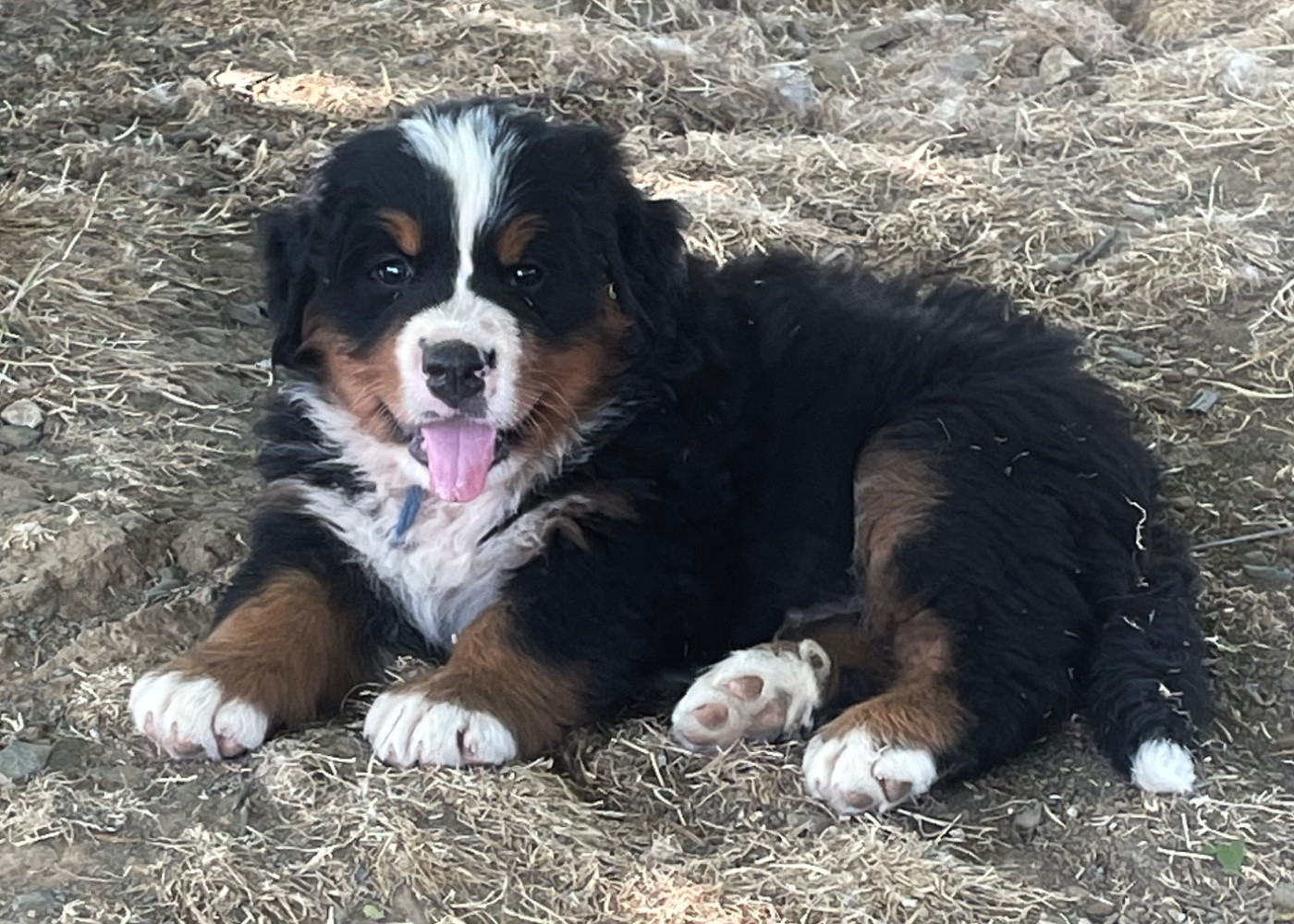 du domaine Lecordy - Chiots disponibles - Bouvier Bernois