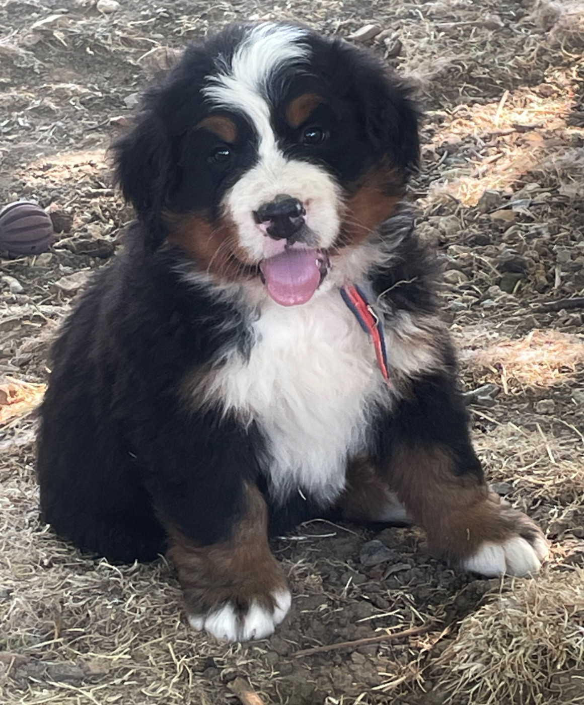 du domaine Lecordy - Chiots disponibles - Bouvier Bernois