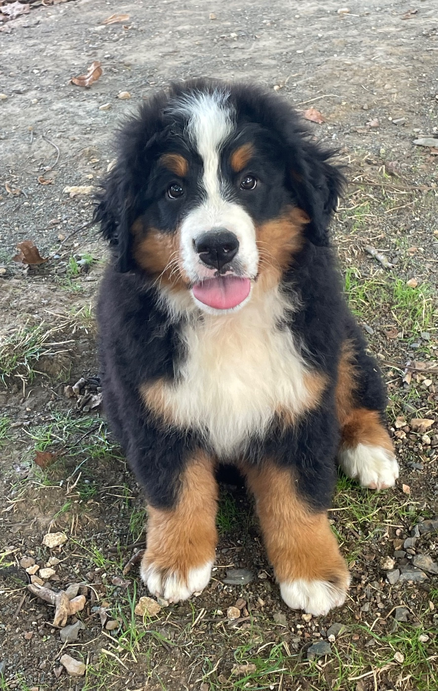du domaine Lecordy - Chiots disponibles - Bouvier Bernois