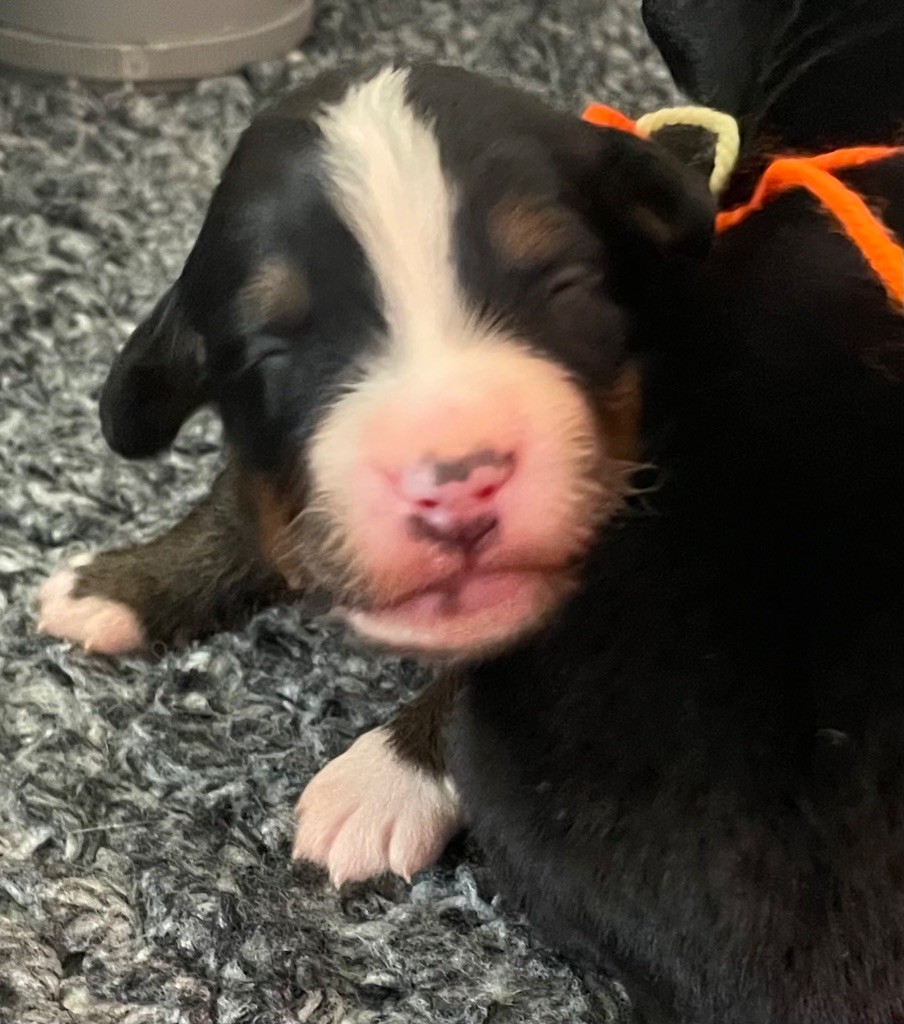 du domaine Lecordy - Chiots disponibles - Bouvier Bernois