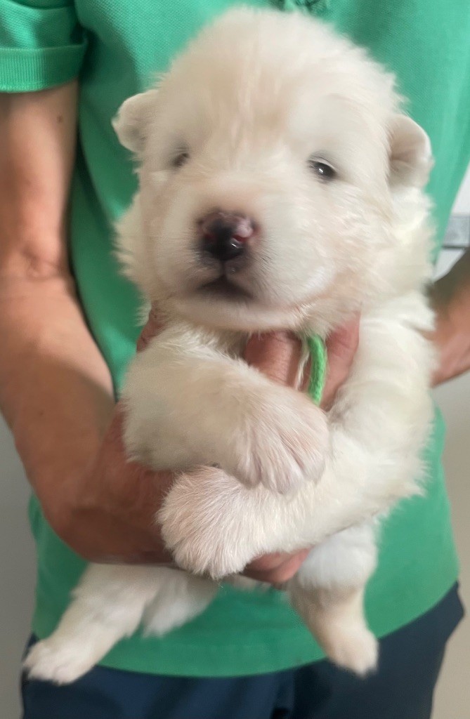 du domaine Lecordy - Chiots disponibles - Samoyède