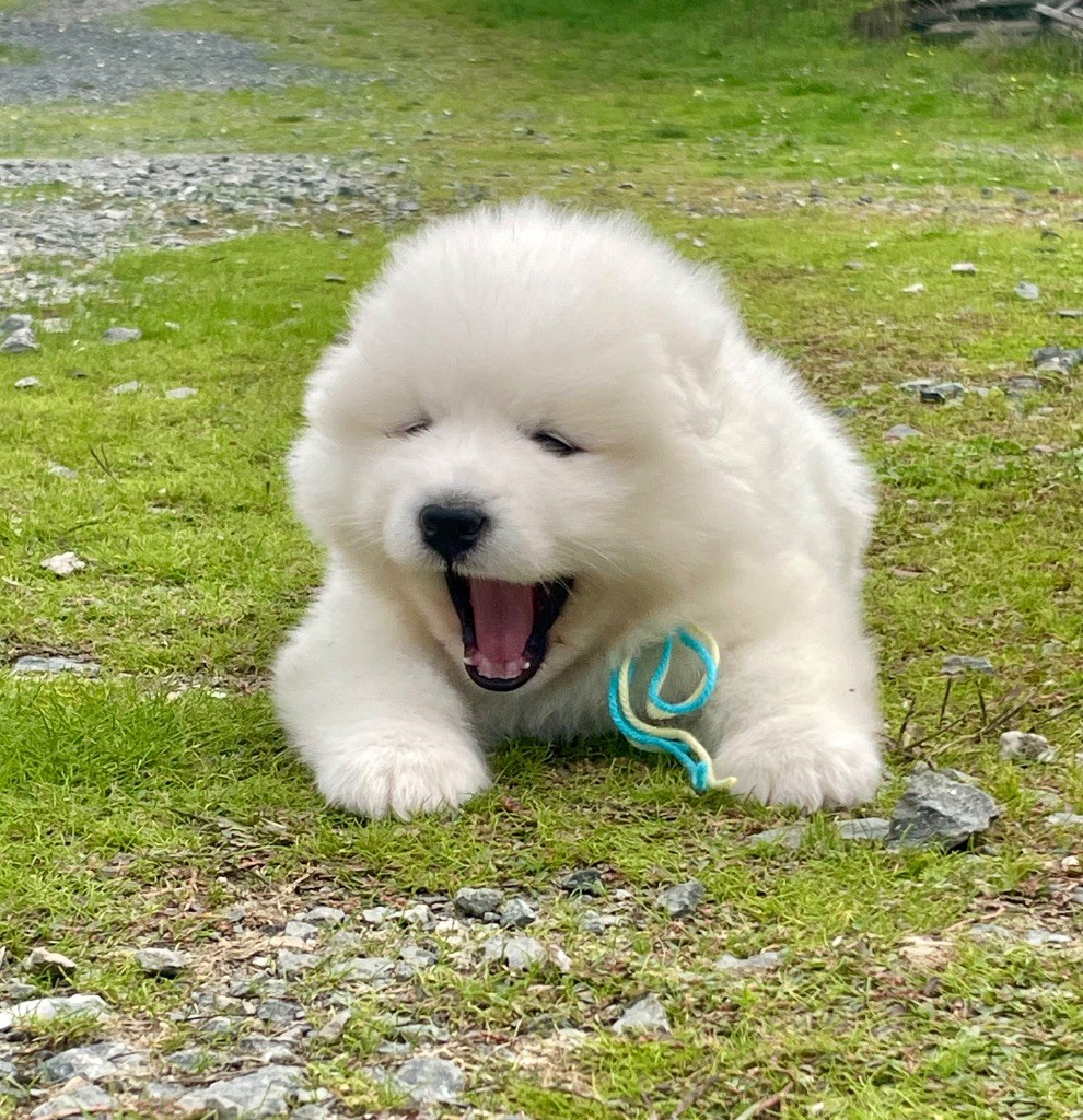 du domaine Lecordy - Chiots disponibles - Samoyède