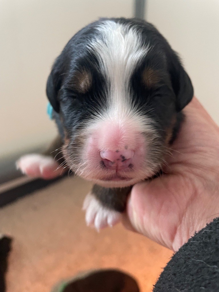 du domaine Lecordy - Chiots disponibles - Bouvier Bernois
