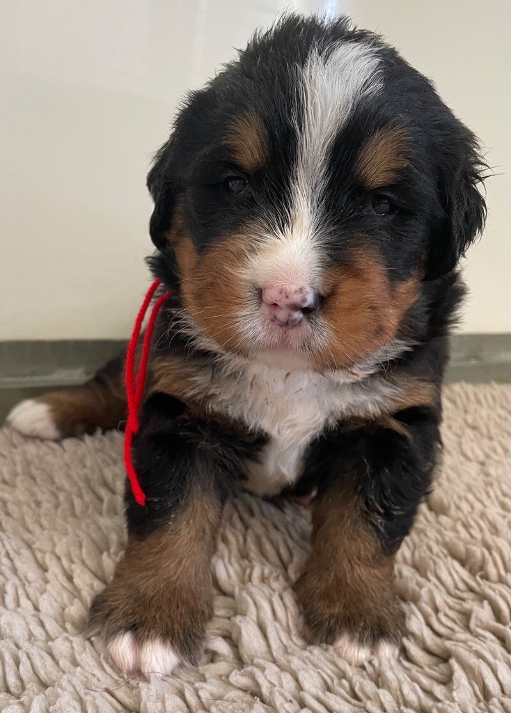 du domaine Lecordy - Chiots disponibles - Bouvier Bernois
