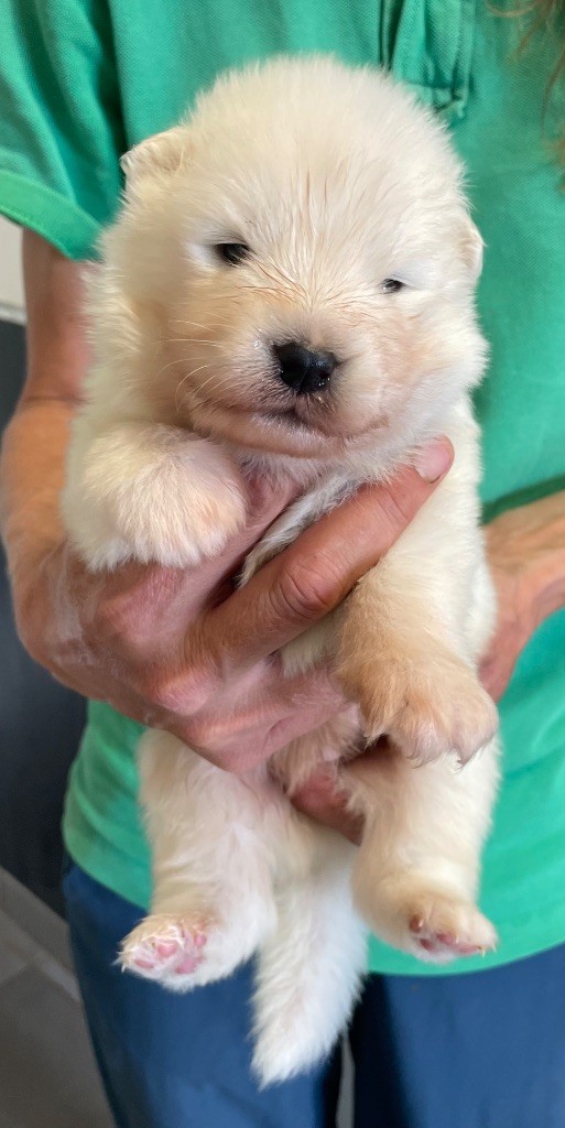 du domaine Lecordy - Chiots disponibles - Samoyède
